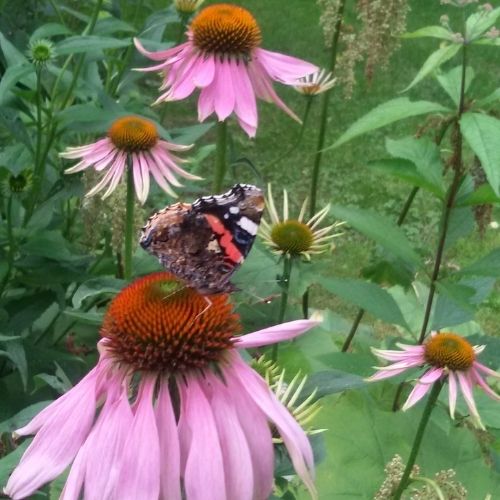 Echinacea purpurea