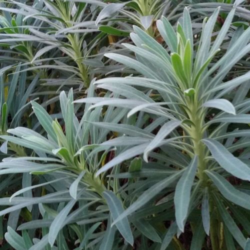 Euphorbia characias subsp. wulfenii