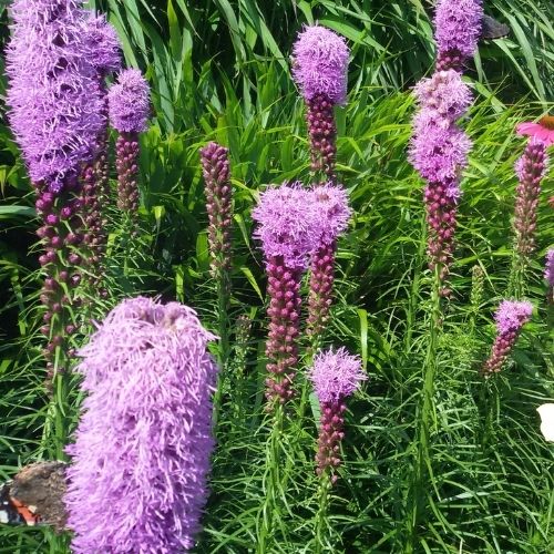 Liatris spicata