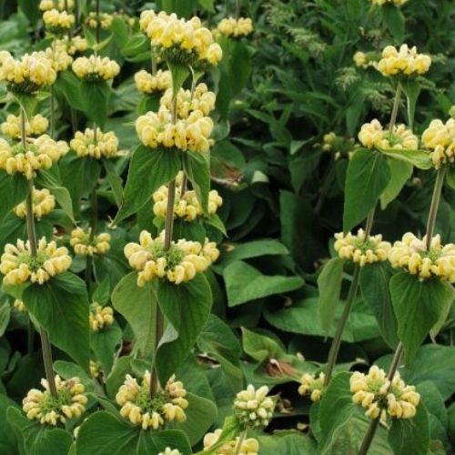 Phlomis russeliana