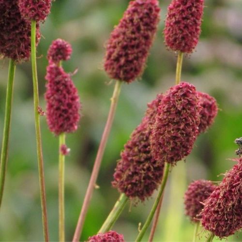 Sanguisorba menziessi