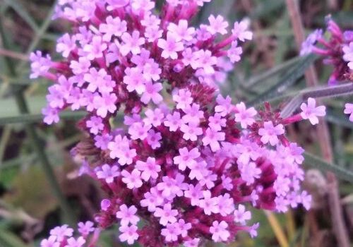 Verbena Bonariensis ‘Lollipop’