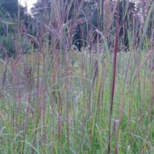 Andropogon gerardii