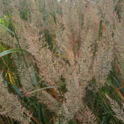 Calamagrostis brachytricha