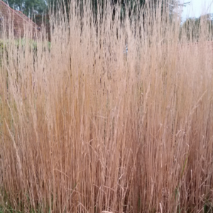 Calamagrostis x acutiflora ‘Karl Foerster’