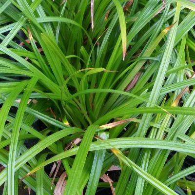 Carex morrowii 'Irish Green'