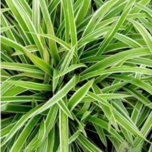 Carex morrowii ‘Variegata’