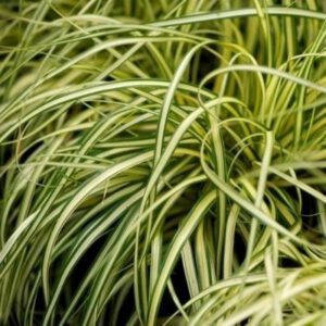 Carex oshimensis ‘Evergold`