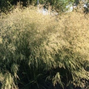 Deschampsia cespitosa ‘Goldtau’