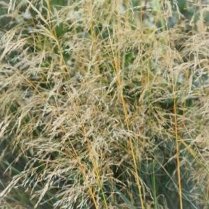 Deschampsia cespitosa ‘Palava’