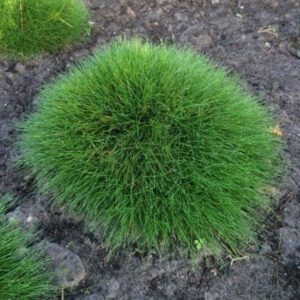 Festuca gautieri