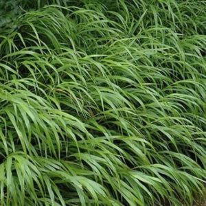 Hakonechloa macra