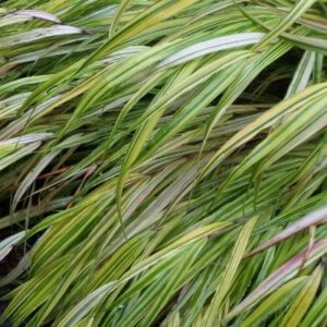 Hakonechloa macra ‘Aureola’