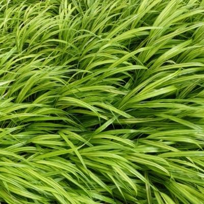 Hakonechloa macra voorkant