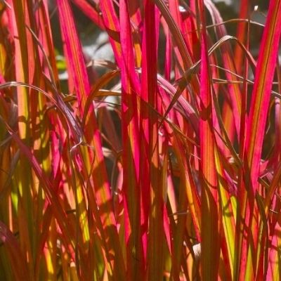 Imperata cylindrica ‘Red Baron’