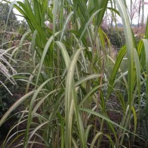 Miscanthus floridulus ‘Jubilaris’