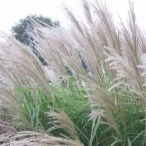 Miscanthus sinensis ’Federweiβer’