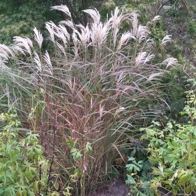 Miscanthus sinensis ‘Kaskade’