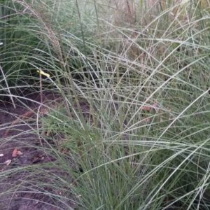 Miscanthus sinensis ‘Adagio’