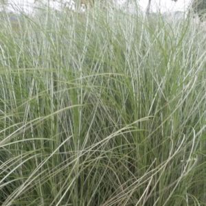 Miscanthus sinensis ‘Autumn Light’