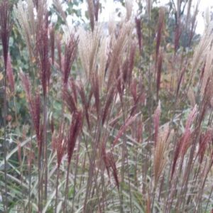 Miscanthus sinensis ‘Drönning Ingrid’