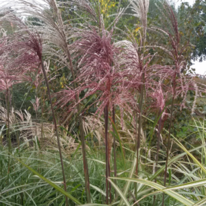 Miscanthus sinensis ‘Ferner Osten’