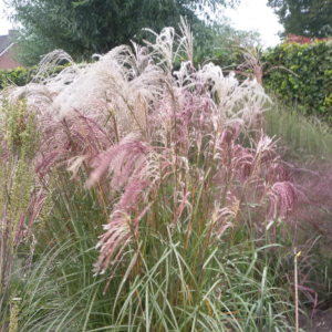 Miscanthus sinensis ‘Flamingo'