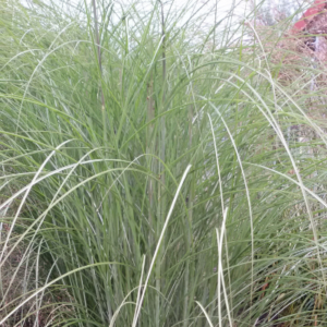 Miscanthus sinensis ‘Gracillimus’