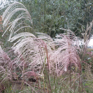 Miscanthus sinensis ‘Graziella’