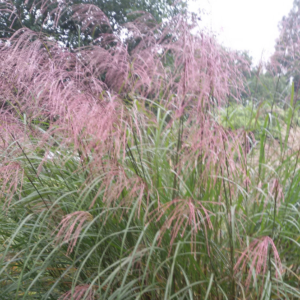 Miscanthus sinensis ‘Groβe Fontaine’