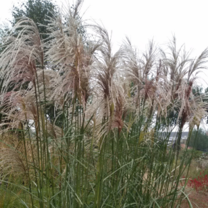 Miscanthus sinensis ‘Haiku’