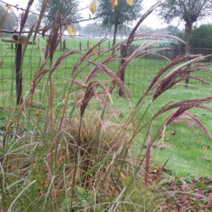 Miscanthus sinensis ‘Ibiza’