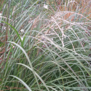 Miscanthus sinensis ‘Little Miss’