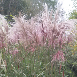 Miscanthus sinensis ‘Malepartus’