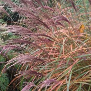 Miscanthus sinensis ‘Red Chief’