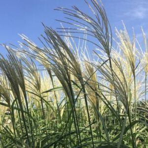 Miscanthus sinensis ‘Rosie’