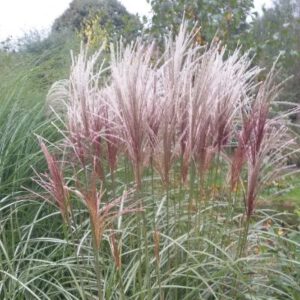 Miscanthus sinensis ‘Rotsilber’