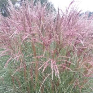 Miscanthus sinensis ‘Silberspinne’