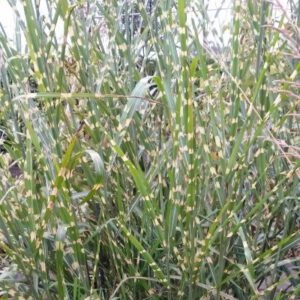 Miscanthus sinensis ‘Strictus’