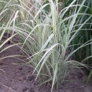 Miscanthus sinensis ‘Variegatus’