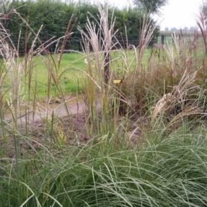 Miscanthus sinensis ‘Yaku Jima’