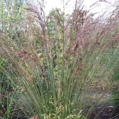 Molinia arundinacea ‘Fontaine’