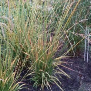 Molinia arundinacea ‘Skyracer’