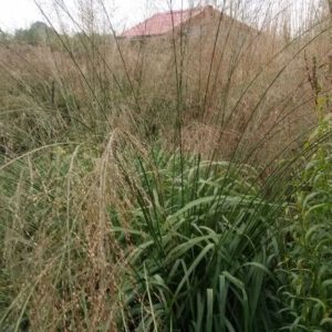 Molinia arundinacea ‘Transparent’