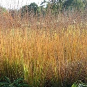 Molinia caerulea ‘Heidebraut’