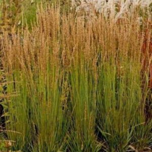 Molinia caerulea ‘Moorhexe’