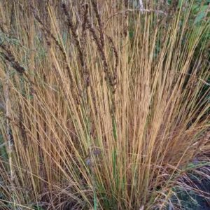 Molinia caerulea ‘Overdam’