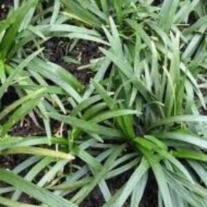 Ophiopogon japonicus ‘Minor’