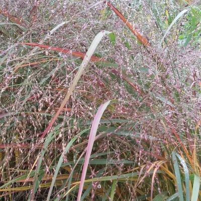 Panicum virgatum ‘Hänse Herms’