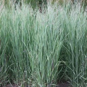 Panicum virgatum ‘Heavy Metal’